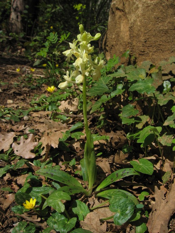 Orchis provincialis